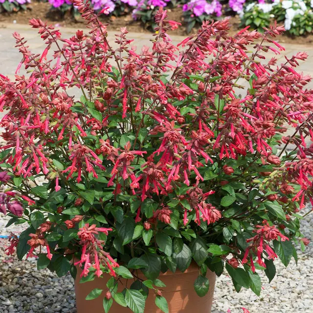 Salvia salmia — katalog fotoğrafı