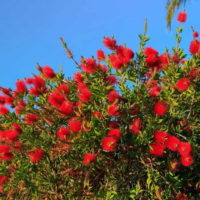 Callistemon laevis — katalog fotoğrafı
