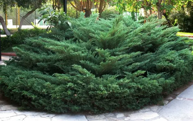 Juniperus — katalog fotoğrafı