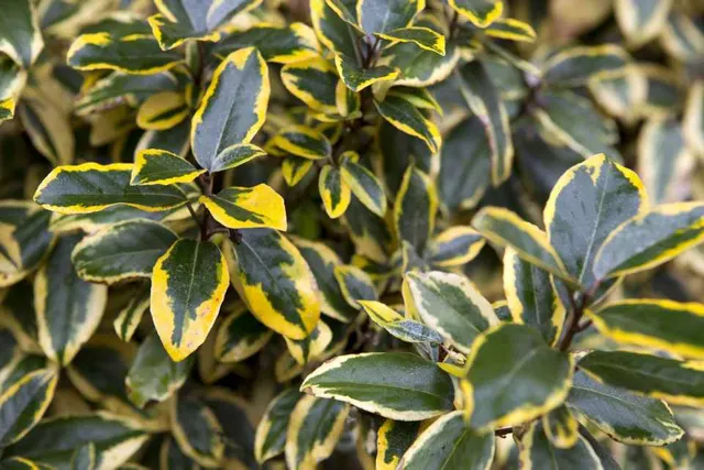 Elaeagnus × ebbingei ‘Gilt Edge’ — katalog fotoğrafı