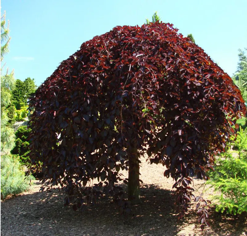 Fagus sylvatica ‘Purpurea Pendula’ — katalog fotoğrafı