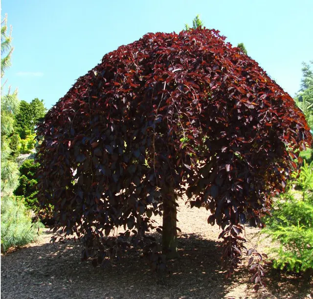Fagus sylvatica ‘Purpurea Pendula’ — katalog fotoğrafı