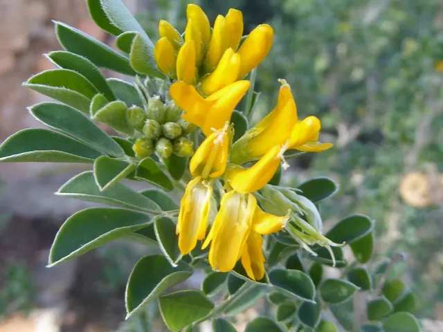 Medicago arborea — katalog fotoğrafı