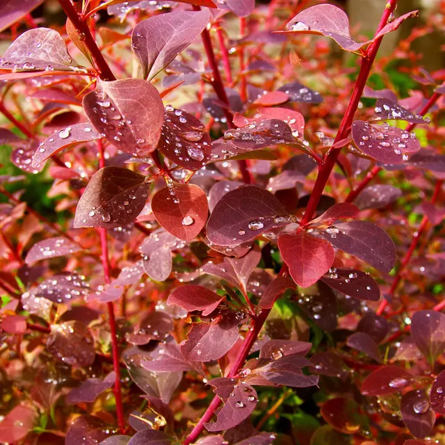 Berberis × ottawensis ‘Superba’ — katalog fotoğrafı