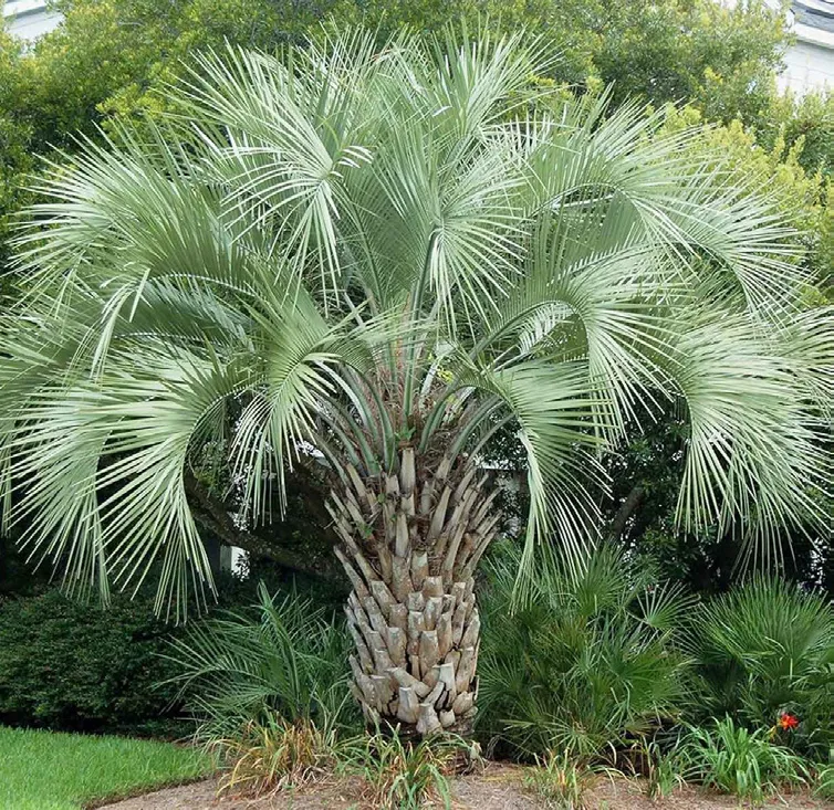 Butia capitata — katalog fotoğrafı