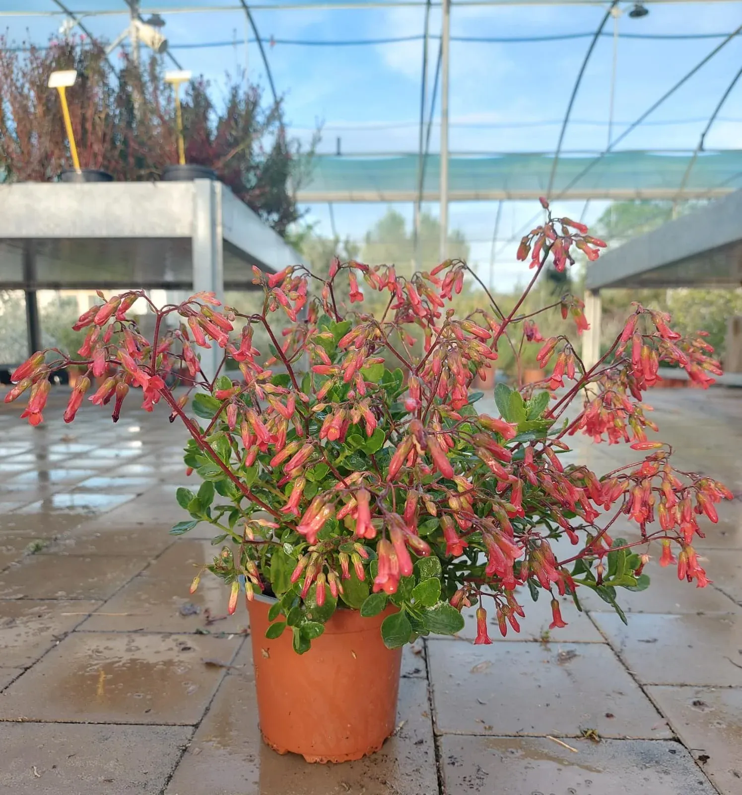 Kalanchoe manginii — katalog fotoğrafı