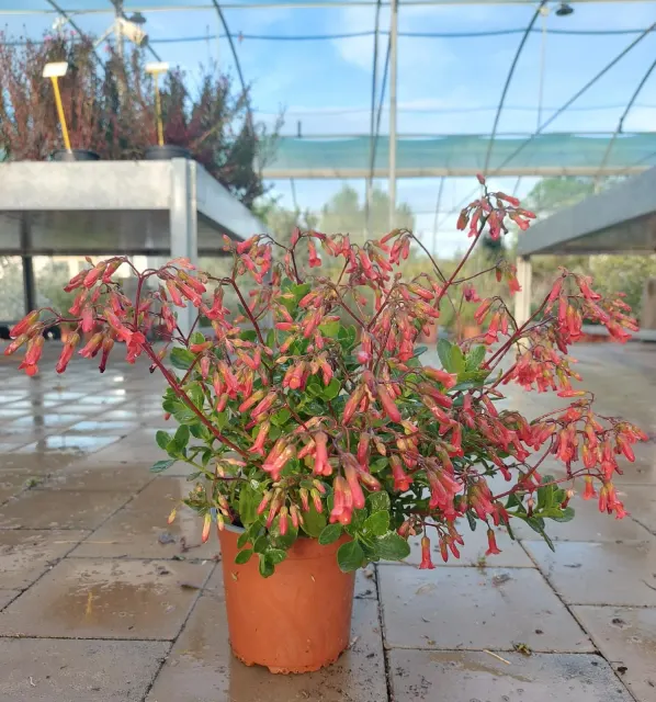 Kalanchoe manginii — katalog fotoğrafı