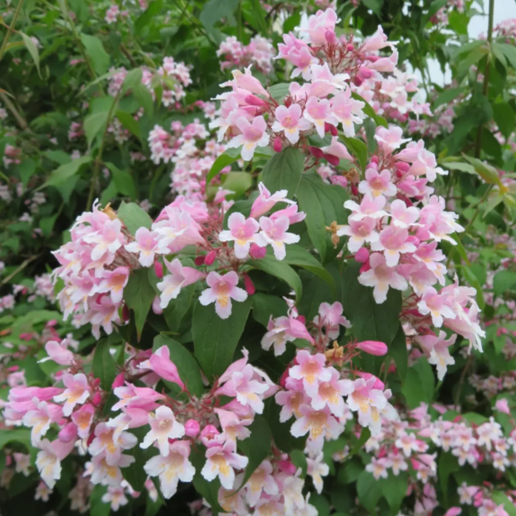 Kolkwitzia amabilis ‘Pink Cloud’ — katalog fotoğrafı
