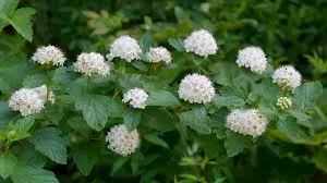 Physocarpus opulifolius — katalog fotoğrafı