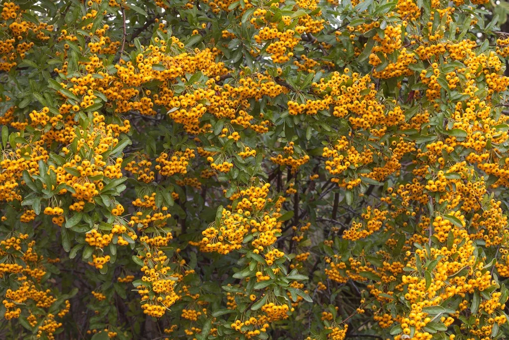 Pyracantha ‘Soleil d’or’ — katalog fotoğrafı