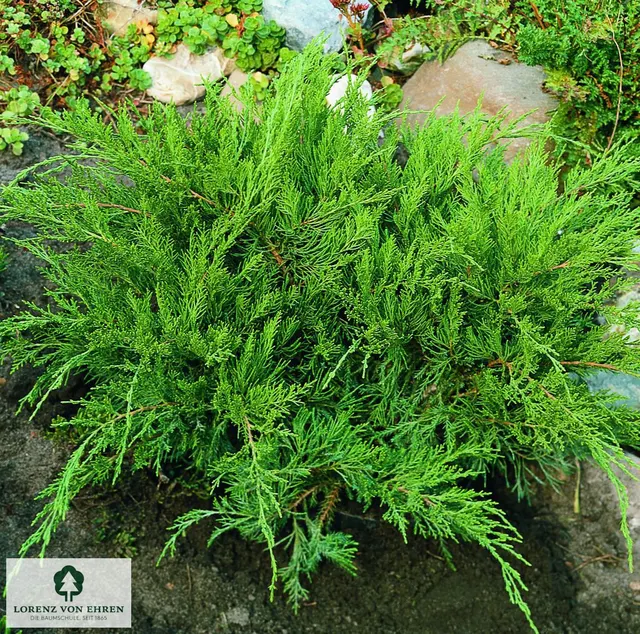 Juniperus × media ‘Mint Julep’ — katalog fotoğrafı