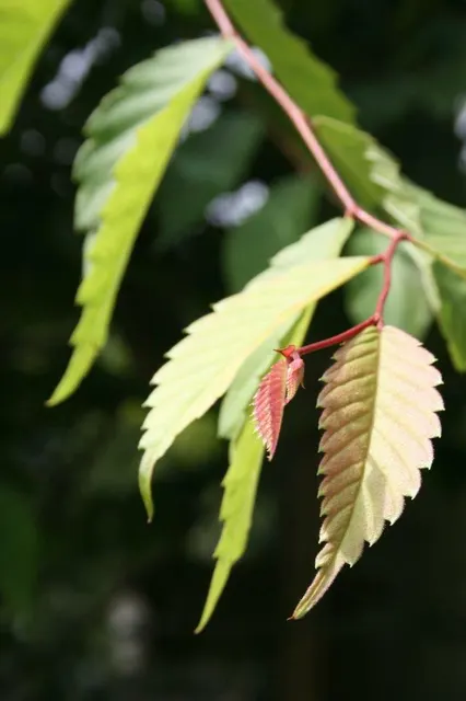 Zelkova serrata — katalog fotoğrafı