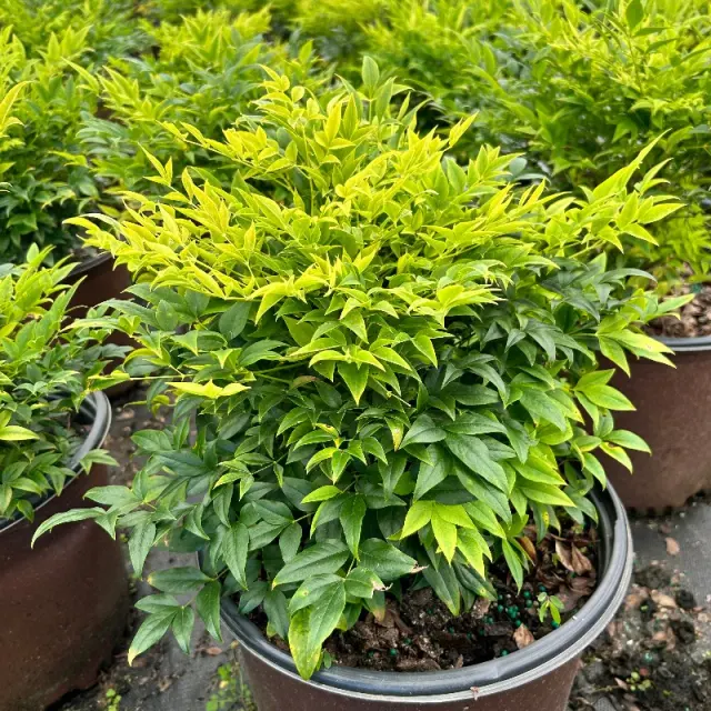 Nandina domestica ‘Lemon-Lime’ — katalog fotoğrafı