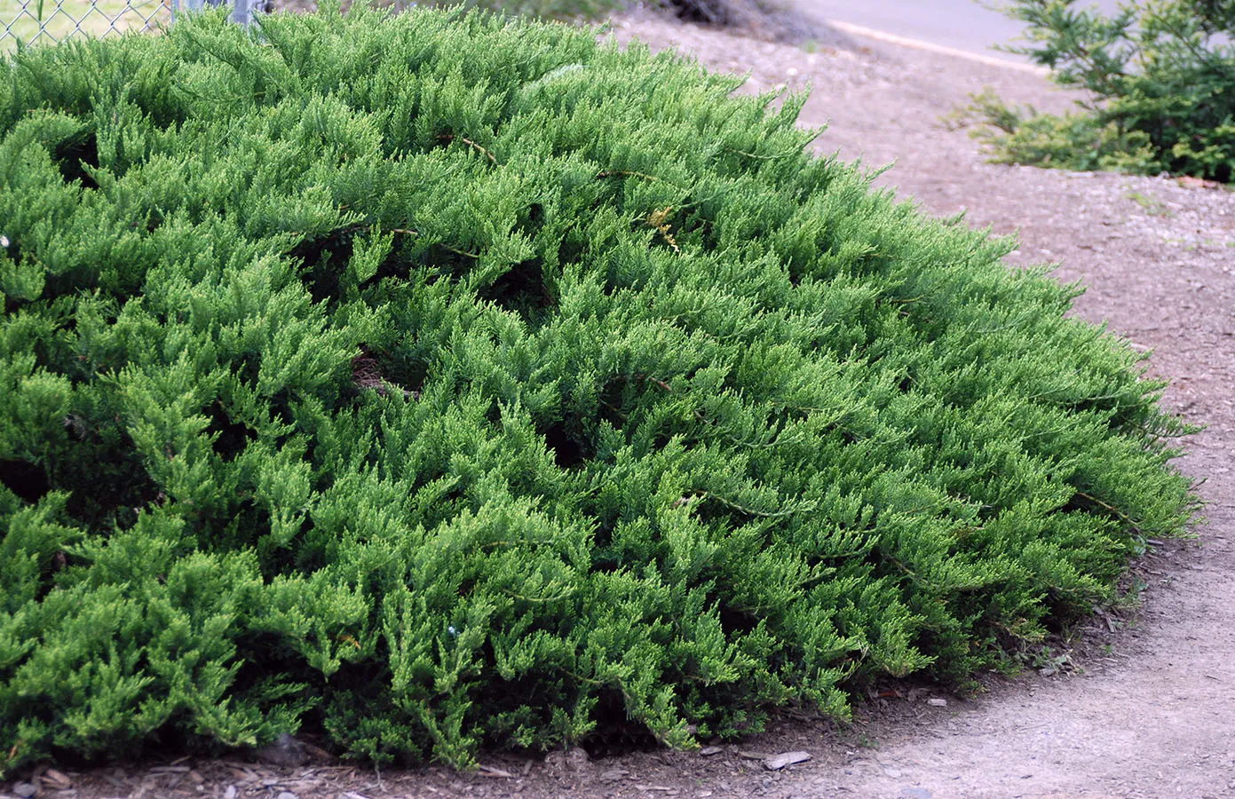 Juniperus sabina ‘Tamariscifolia’ — katalog fotoğrafı
