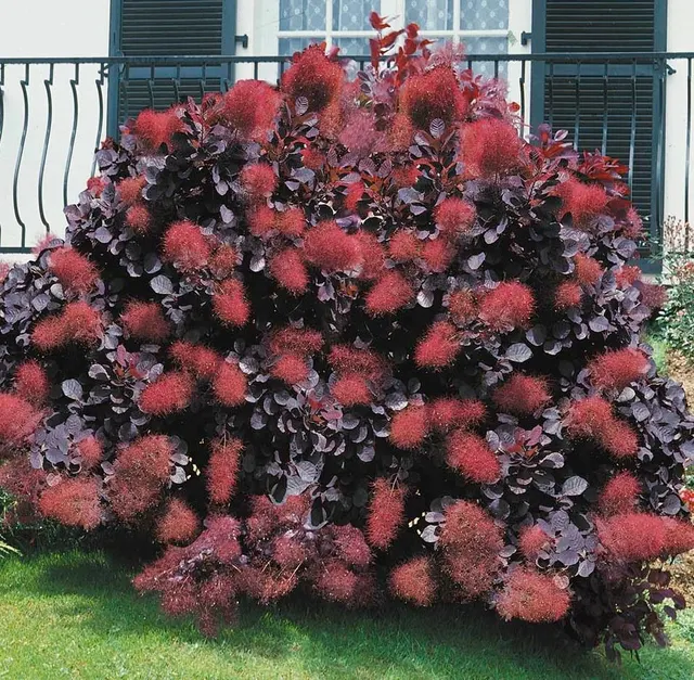Cotinus coggygria ‘Royal Purple’ — katalog fotoğrafı