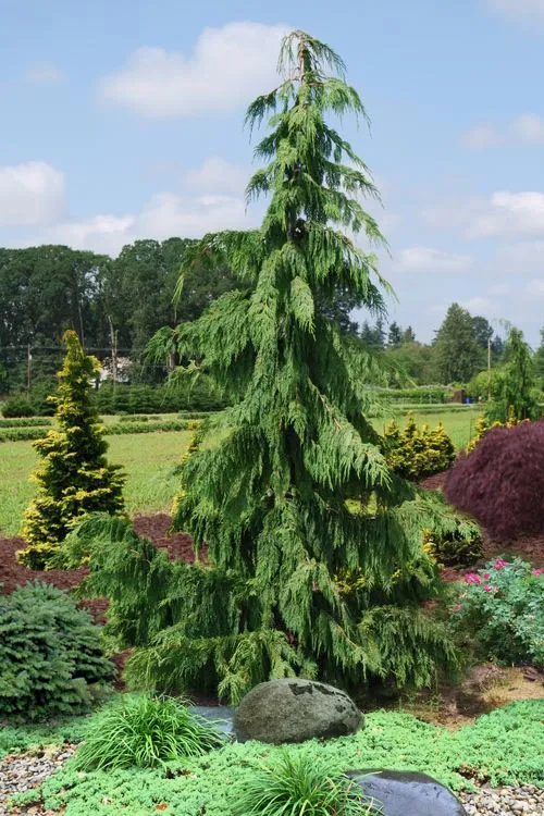 Chamaecyparis nootkatensis ‘Pendula’ — katalog fotoğrafı