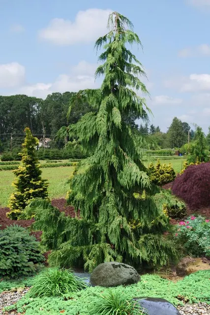 Chamaecyparis nootkatensis ‘Pendula’ — katalog fotoğrafı