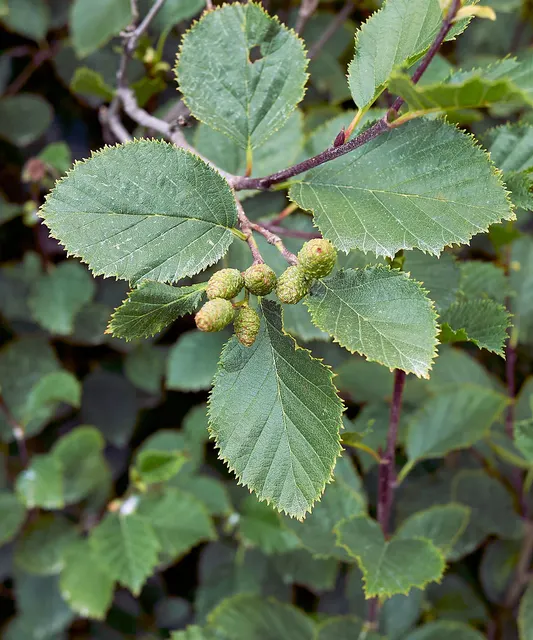 Alnus incana — katalog fotoğrafı