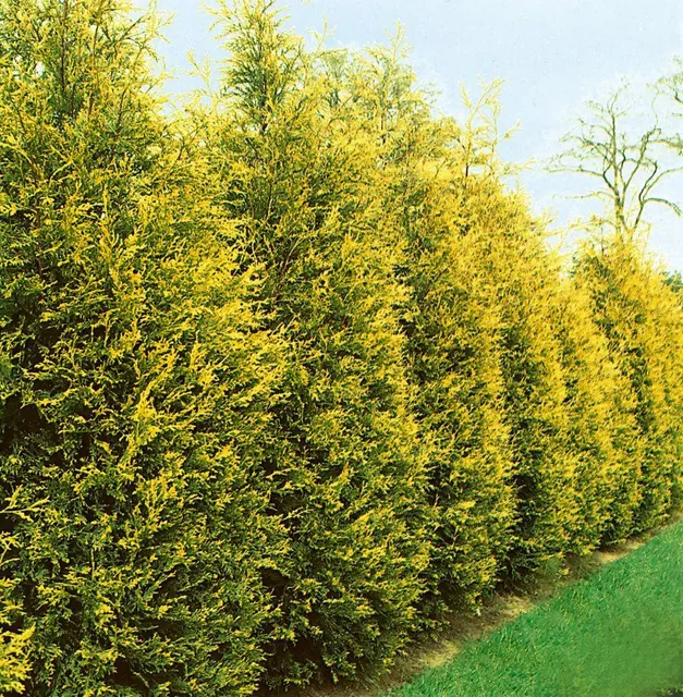 Cupressocyparis leylandii ‘Castlewellan Gold’ — katalog fotoğrafı