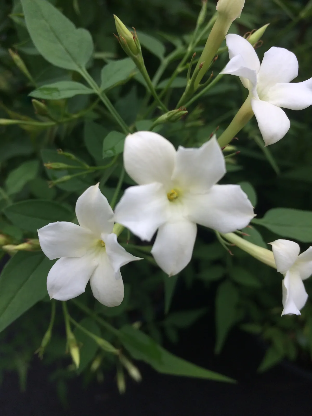 Jasminum grandiflorum — katalog fotoğrafı
