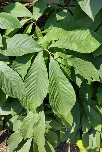 Asimina triloba — katalog fotoğrafı