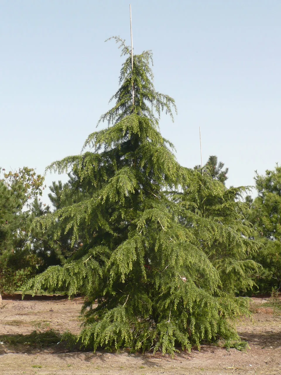 Cedrus deodara — katalog fotoğrafı