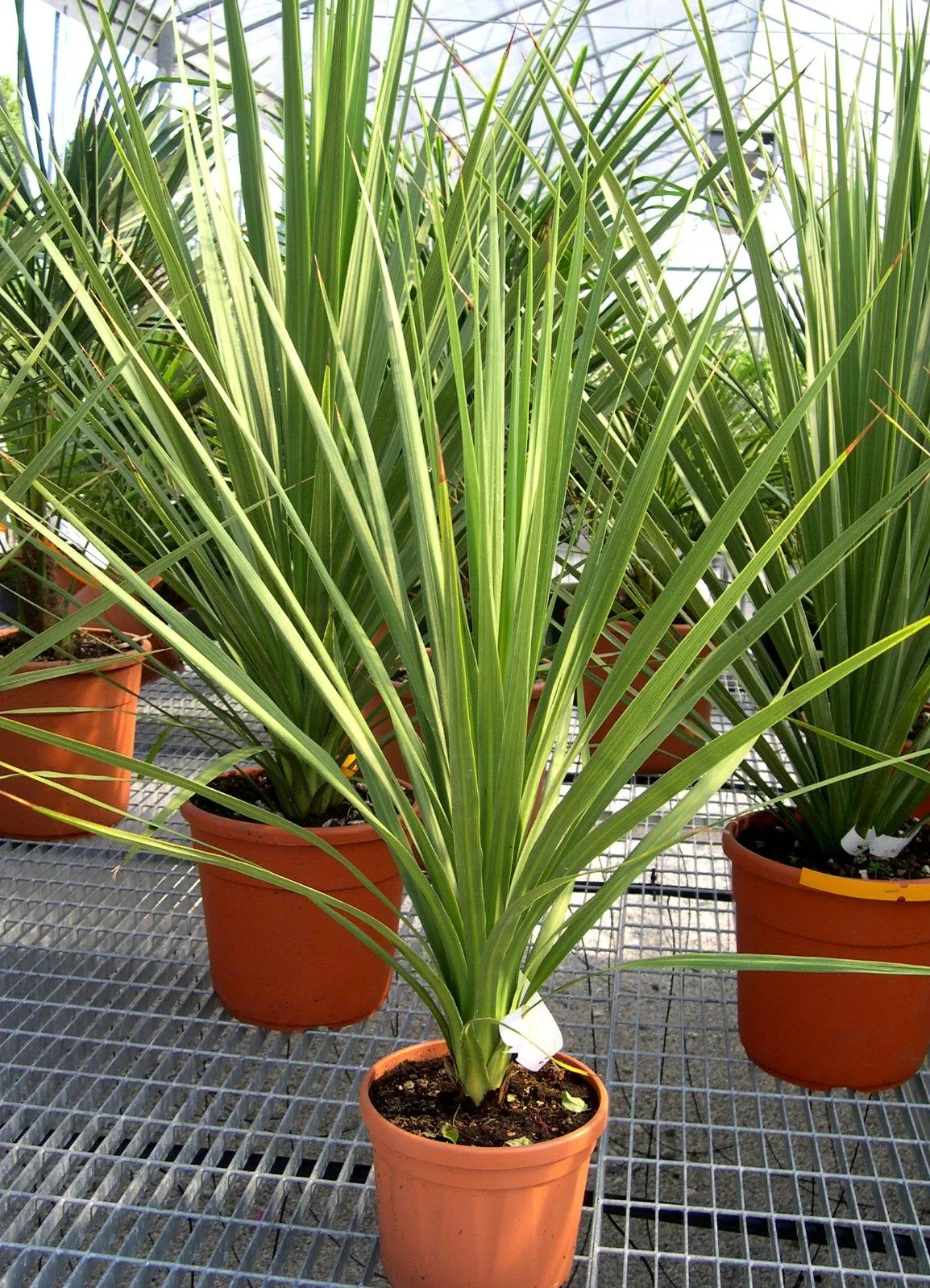 Cordyline australis — katalog fotoğrafı