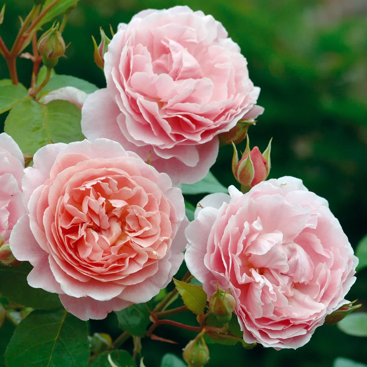STRAWBERRY HILL® — katalog fotoğrafı