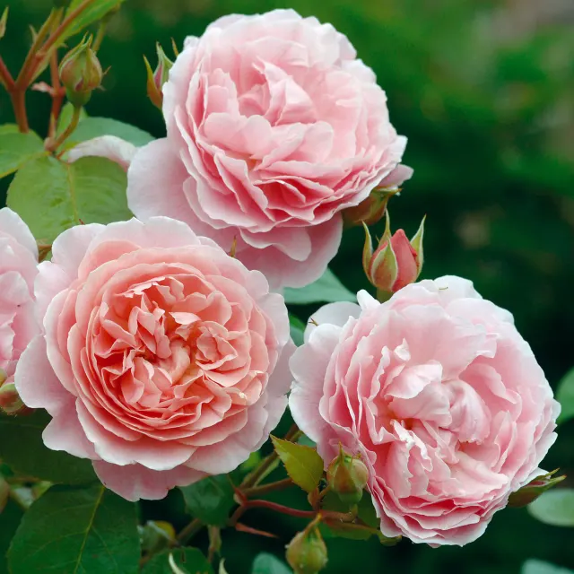 STRAWBERRY HILL® — katalog fotoğrafı