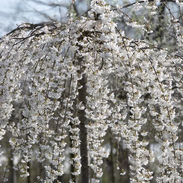Prunus subhirtella ‘Pendula’ — katalog fotoğrafı