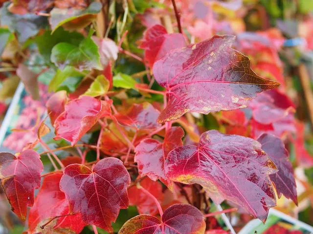 Parthenocissus tricuspidata ‘Veitchii Robusta’ — katalog fotoğrafı