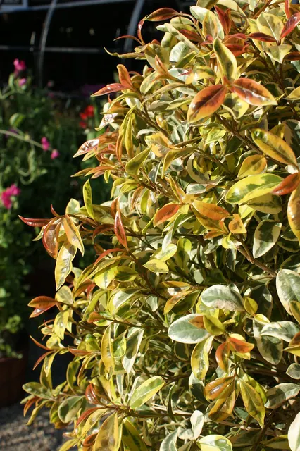 Eugenia myrtifolia ‘Newport Variegata’ — katalog fotoğrafı