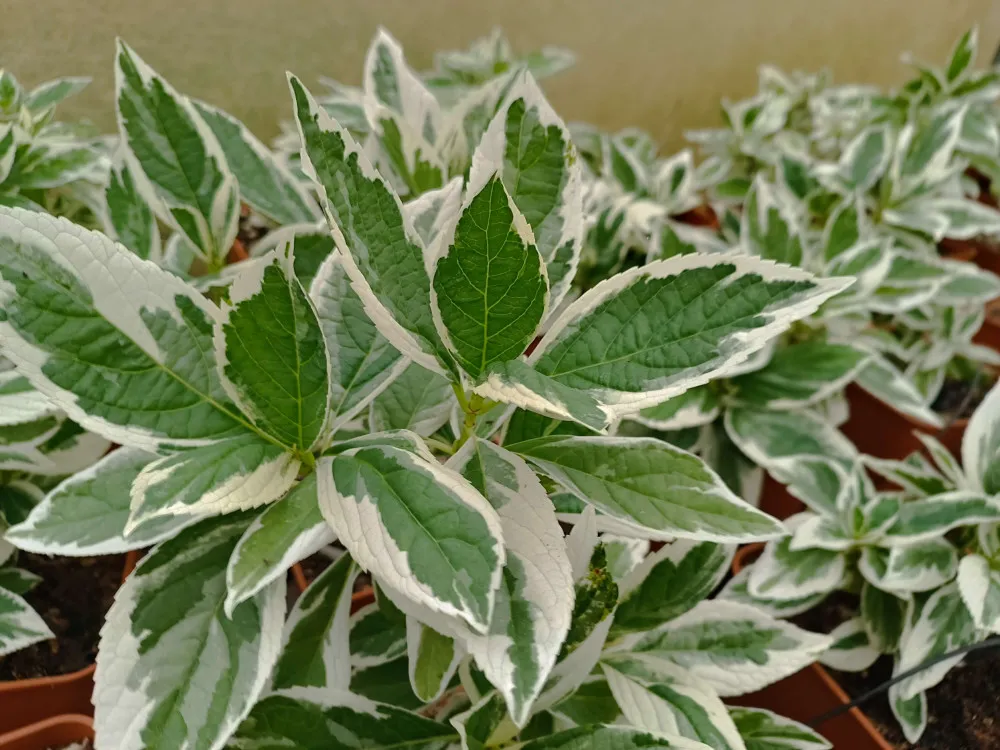 Hydrangea macrophylla ‘Tricolor’ — katalog fotoğrafı