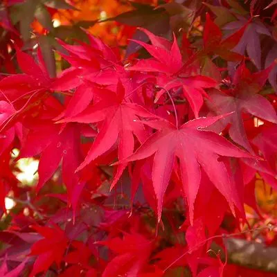 Acer palmatum ‘Osakazuki’ — katalog fotoğrafı