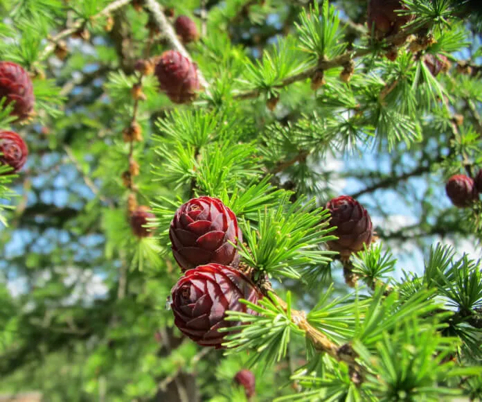 Larix decidua — katalog fotoğrafı