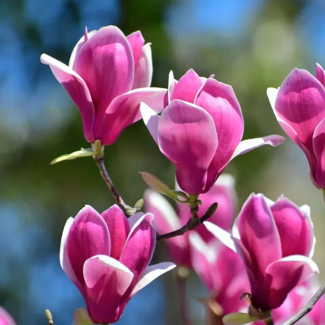 Magnolia ‘Susan’ — katalog fotoğrafı