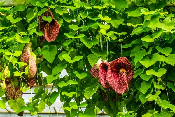 Aristolochia macrophylla — katalog fotoğrafı