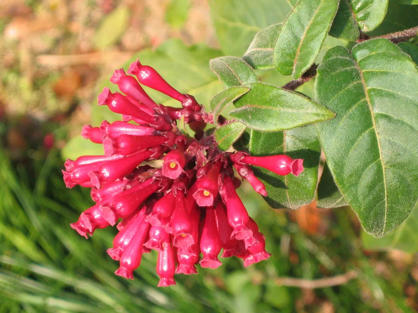 Cestrum sp. — katalog fotoğrafı