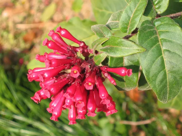 Cestrum sp. — katalog fotoğrafı