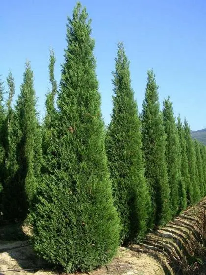 Cupressocyparis leylandii ‘2001’ — katalog fotoğrafı