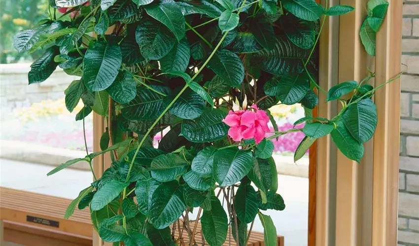 Mandevilla × amabilis — katalog fotoğrafı