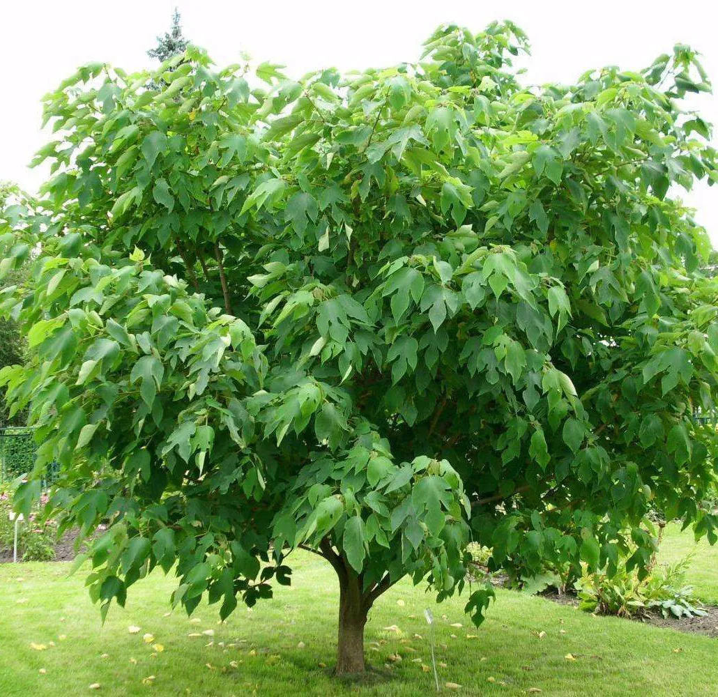 Broussonetia papyrifera — katalog fotoğrafı