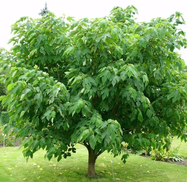 Broussonetia papyrifera — katalog fotoğrafı