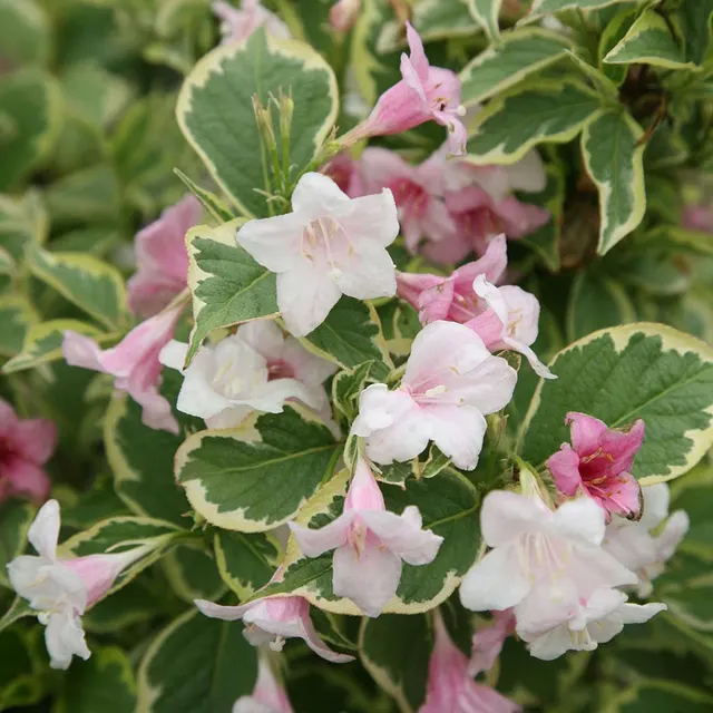 Weigela florida ‘Nana Variegata’ — katalog fotoğrafı