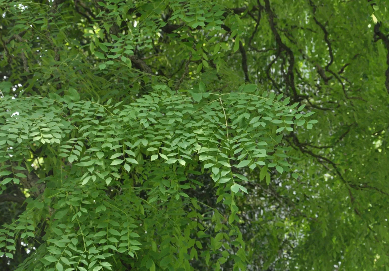 Gymnocladus dioicus — katalog fotoğrafı