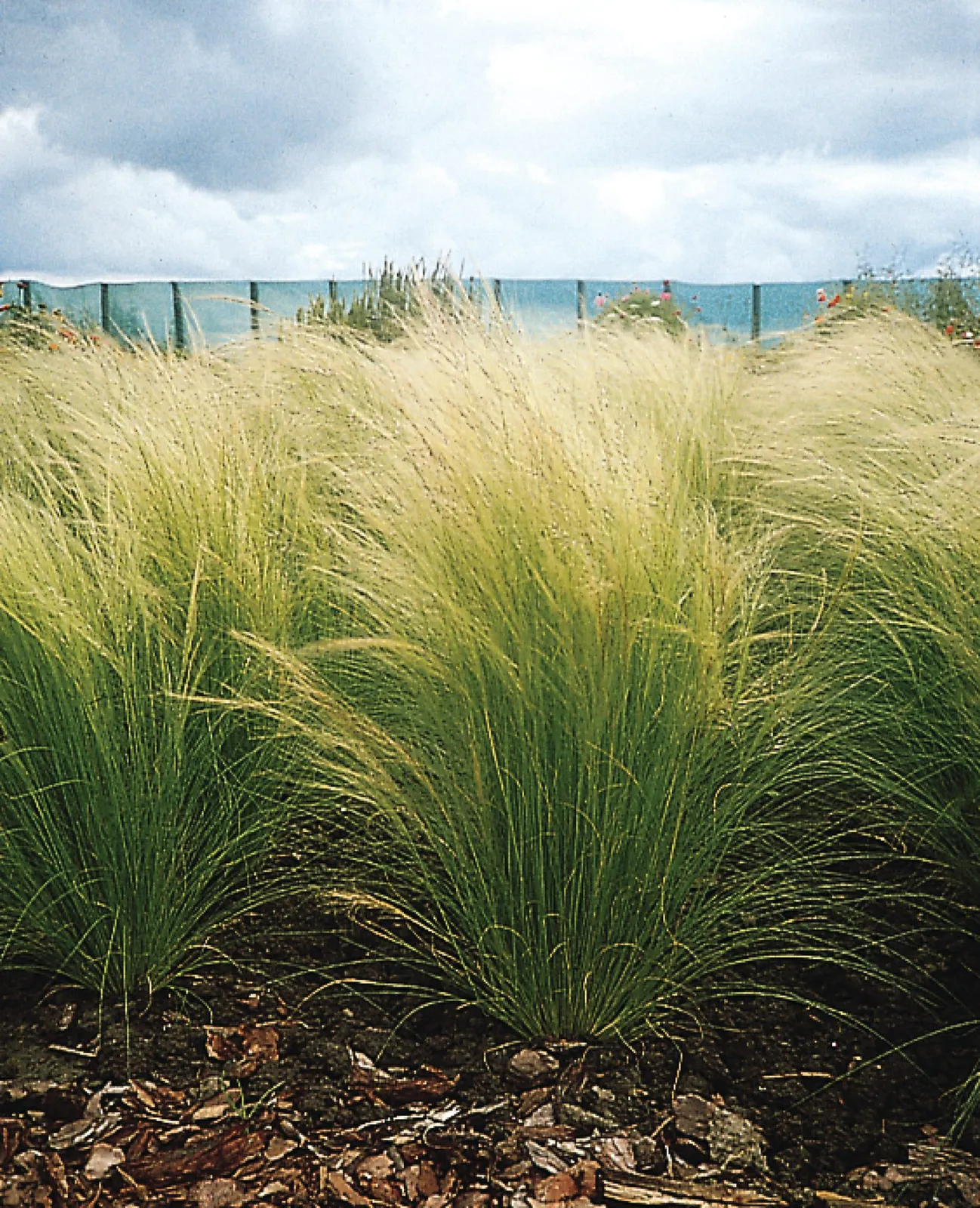 Stipa tenuissima — katalog fotoğrafı