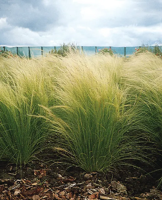 Stipa tenuissima — katalog fotoğrafı