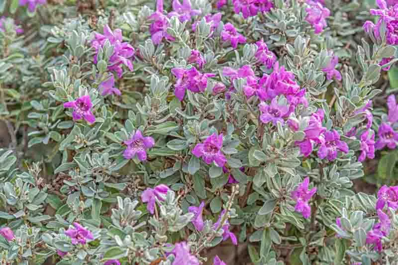Leucophyllum frutescens — katalog fotoğrafı