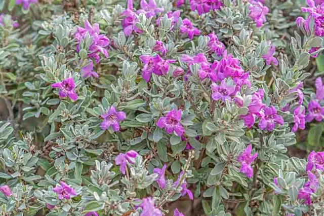 Leucophyllum frutescens — katalog fotoğrafı