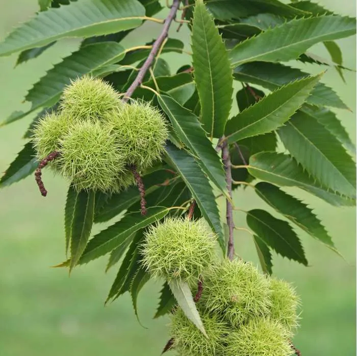 Castanea sativa — katalog fotoğrafı
